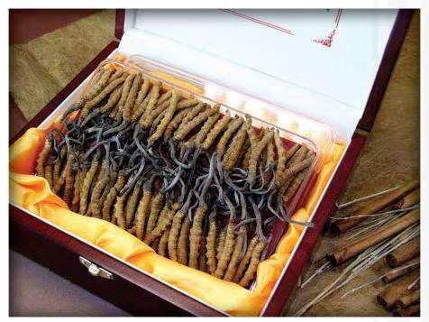 毛感乡冬虫夏草回收